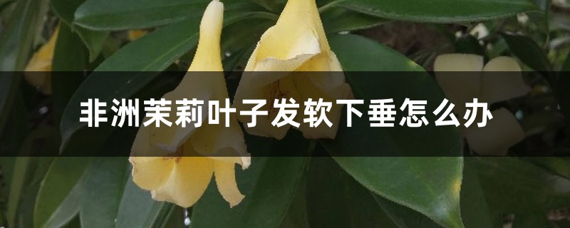 非洲茉莉叶子发软下垂怎么办 非洲茉莉叶子发软下垂怎么办