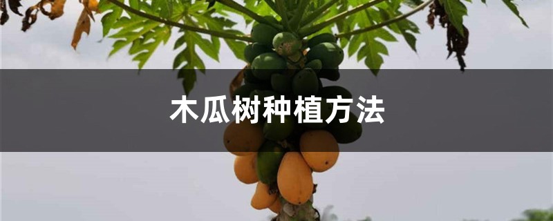 木瓜树种植方法 木瓜树种植方法