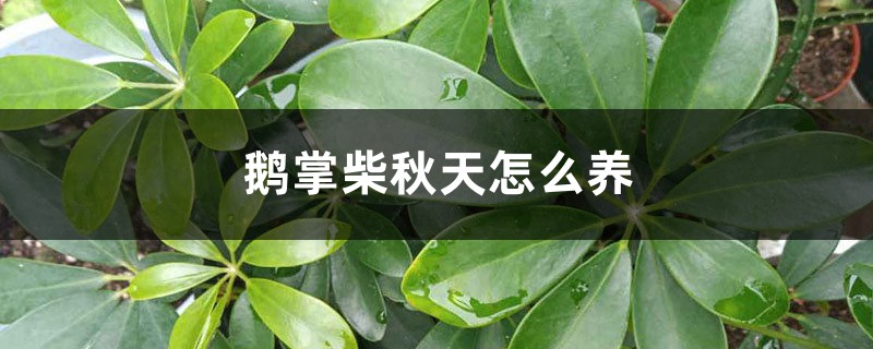 鹅掌柴秋天怎么养 鹅掌柴秋天怎么养