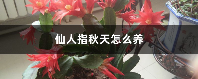 仙人指秋天怎么养 仙人指秋天怎么养