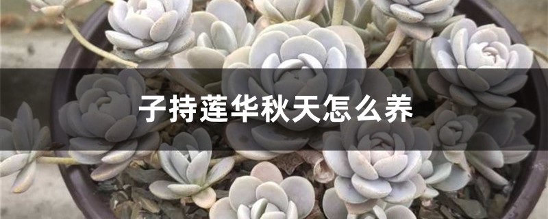 子持莲华秋天怎么养 子持莲华秋天怎么养