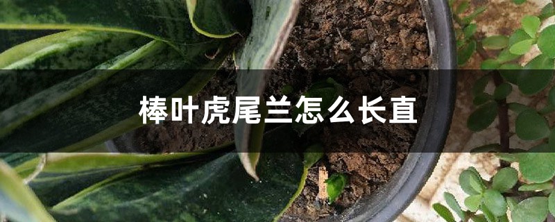 棒叶虎尾兰怎么长直 棒叶虎尾兰怎么长直