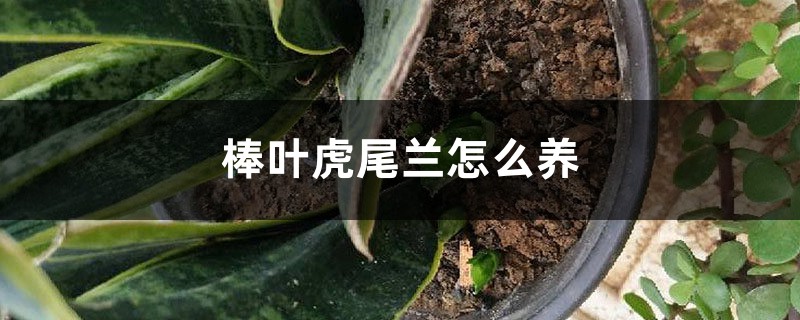 棒叶虎尾兰怎么养 棒叶虎尾兰怎么养