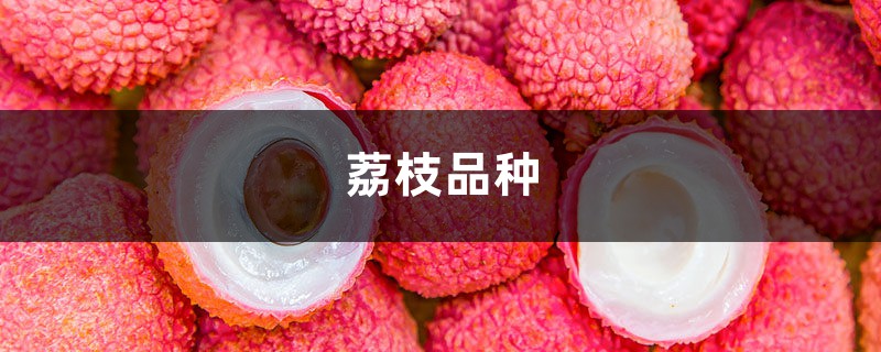 荔枝品种 荔枝品种