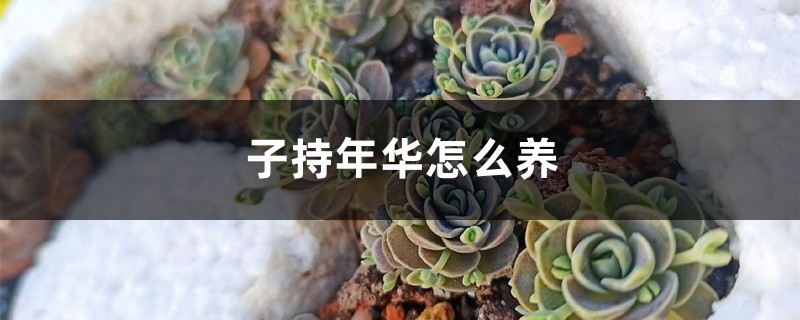子持年华怎么养 子持年华怎么养