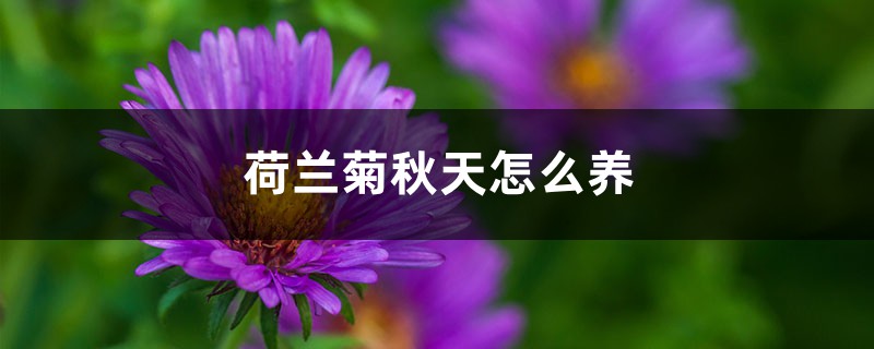 荷兰菊秋天怎么养 荷兰菊秋天怎么养