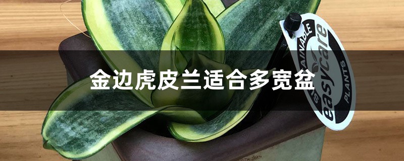 金边虎皮兰适合多宽盆 金边虎皮兰适合多宽盆