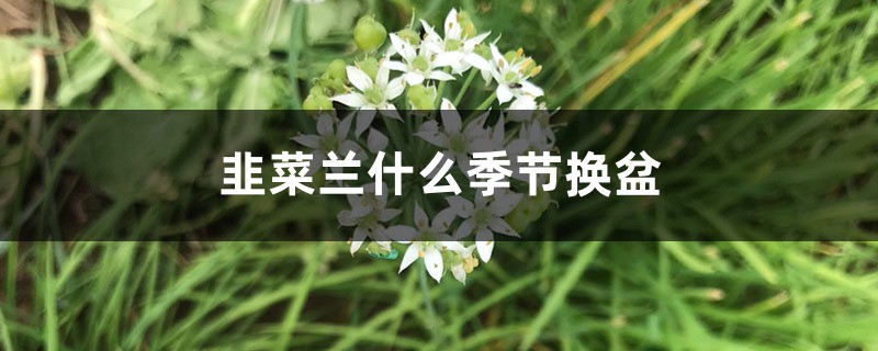 韭菜兰什么季节换盆 韭菜兰什么季节换盆