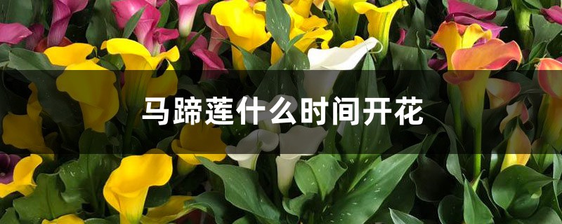 马蹄莲什么时间开花 马蹄莲什么时间开花