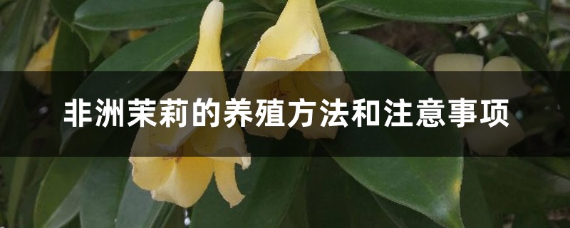 非洲茉莉的养殖方法和注意事项 非洲茉莉的养殖方法和注意事项