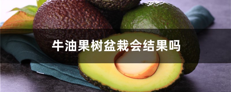 牛油果树盆栽会结果吗,几年能结出果? 牛油果树盆栽会结果吗,几年能结出果?