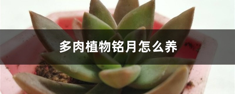 多肉植物铭月怎么养:如何修剪和养胖? 多肉植物铭月怎么养:如何修剪和养胖?