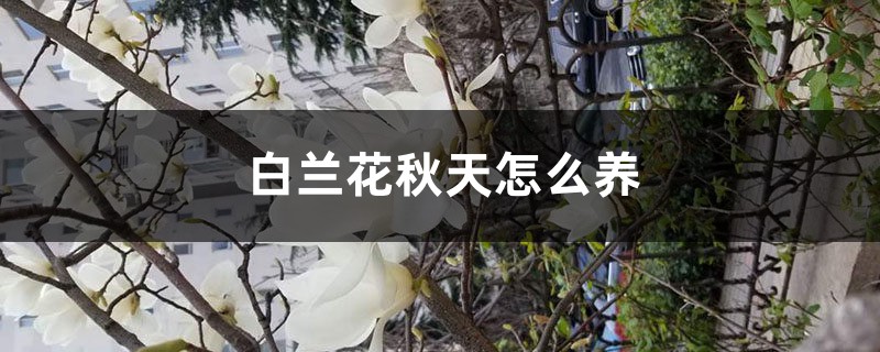 白兰花秋天怎么养 白兰花秋天怎么养