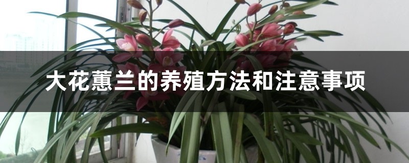 大花蕙兰的养殖方法和注意事项 大花蕙兰的养殖方法和注意事项