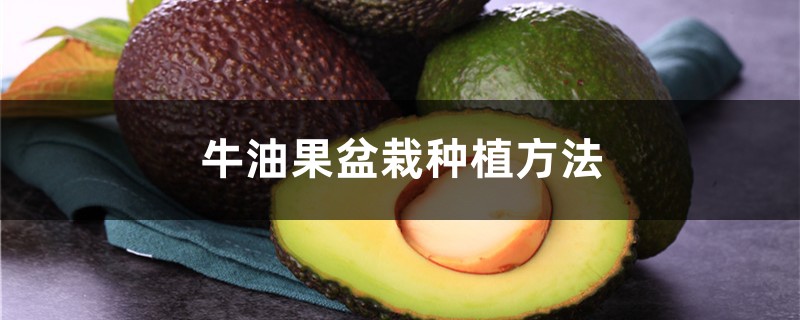 牛油果就是鳄梨吗?盆栽怎么种植? 牛油果就是鳄梨吗?盆栽怎么种植?