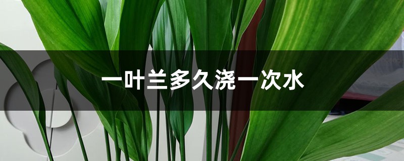 一叶兰多久浇一次水,怎么养长得好 一叶兰多久浇一次水,怎么养长得好