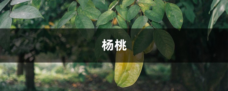 杨桃怎么吃有什么禁忌,不能跟什么一起吃 杨桃怎么吃有什么禁忌,不能跟什么一起吃
