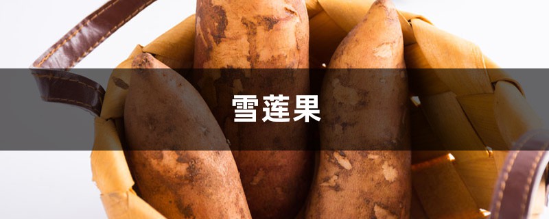 雪莲果三种经典吃法,一天吃多少合适? 雪莲果三种经典吃法,一天吃多少合适?