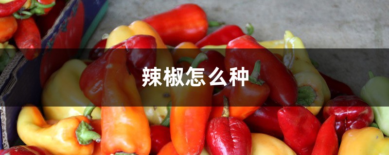 辣椒怎么种,需要什么土壤 辣椒怎么种,需要什么土壤