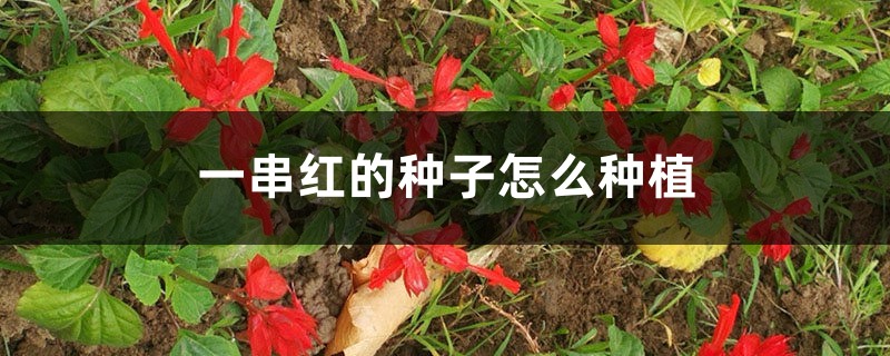 一串红有种子吗,怎么种植 一串红有种子吗,怎么种植
