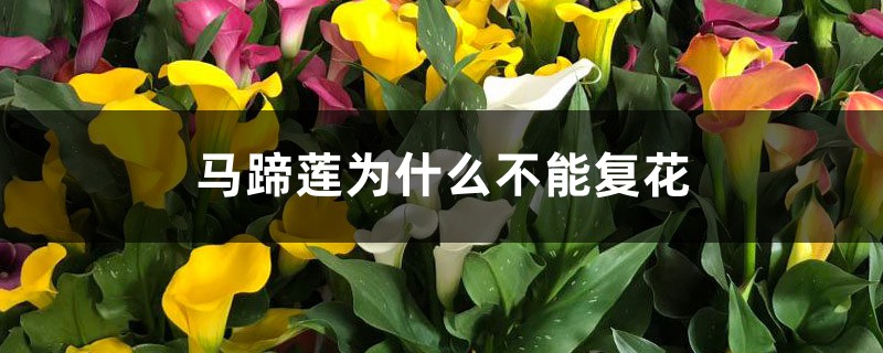 彩色马蹄莲为什么不能复花,有复花方法吗 彩色马蹄莲为什么不能复花,有复花方法吗