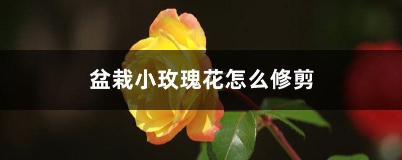小玫瑰花的盆栽的花期,怎么修剪 小玫瑰花的盆栽的花期,怎么修剪