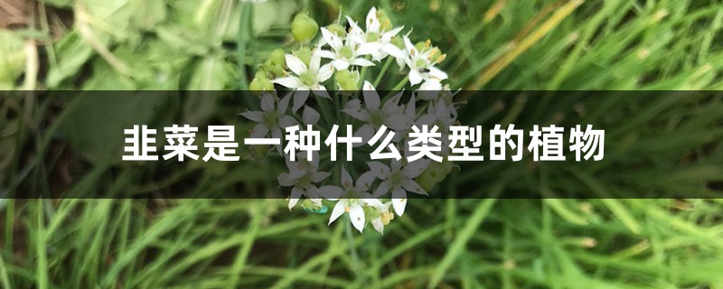 韭菜是一种什么类型的植物 韭菜是一种什么类型的植物