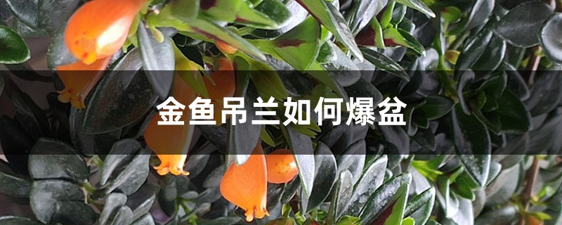 金鱼吊兰爆盆很简单,教你1招,长得快又开花多! 金鱼吊兰爆盆很简单,教你1招,长得快又开花多!