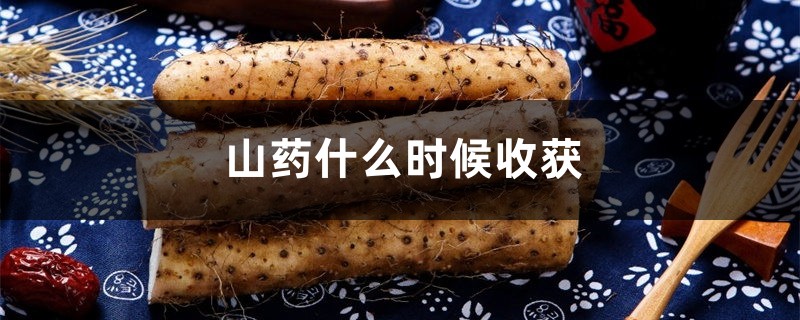 山药什么时候收获最佳,有药性? 山药什么时候收获最佳,有药性?