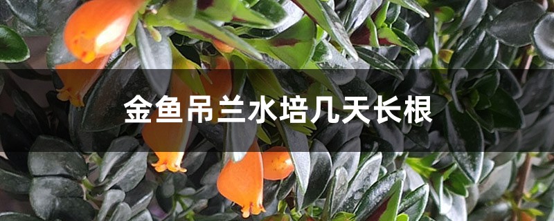 金鱼吊兰水培几天长根,怎么长得快 金鱼吊兰水培几天长根,怎么长得快
