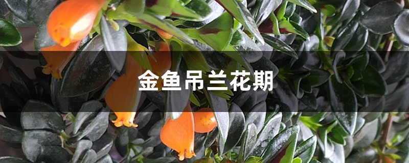 金鱼吊兰花期多长时间,一年开几次花 金鱼吊兰花期多长时间,一年开几次花