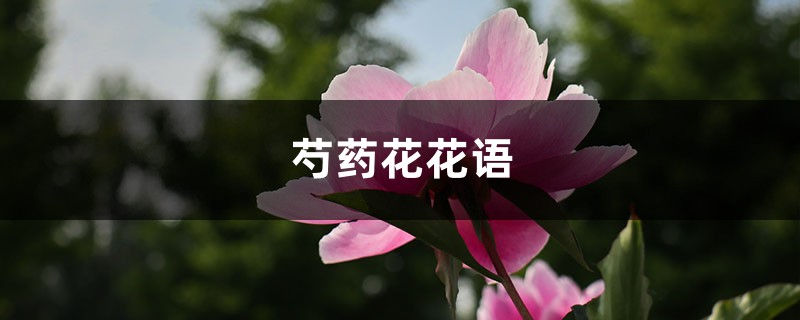 芍药花花语,有什么象征意义和传说 芍药花花语,有什么象征意义和传说