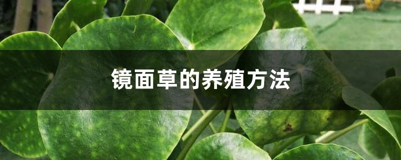 镜面草的养殖方法(水培和土培) 镜面草的养殖方法(水培和土培)