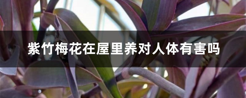 紫竹梅花在屋里养对人体有害吗 紫竹梅花在屋里养对人体有害吗