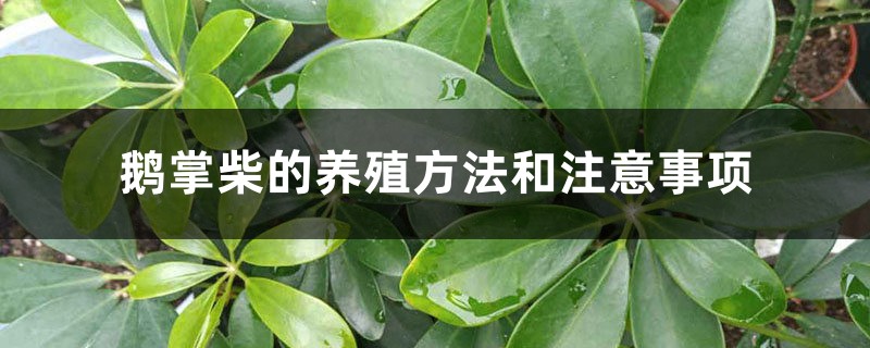 鹅掌柴的养殖方法和注意事项 鹅掌柴的养殖方法和注意事项