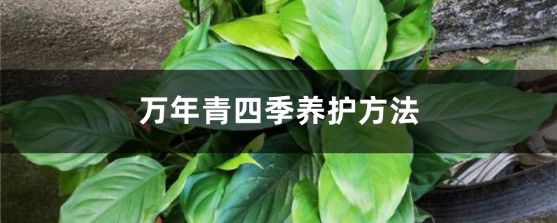 万年青四季养护方法 万年青四季养护方法