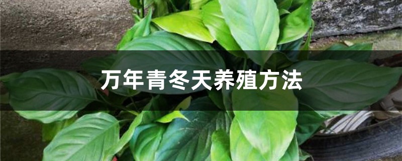 万年青冬天养殖方法 万年青冬天养殖方法