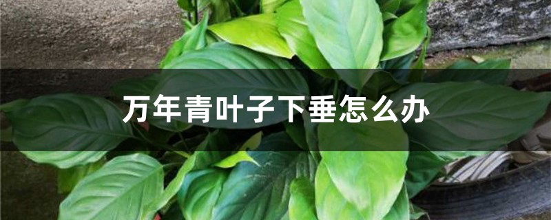 万年青叶子下垂怎么办 万年青叶子下垂怎么办