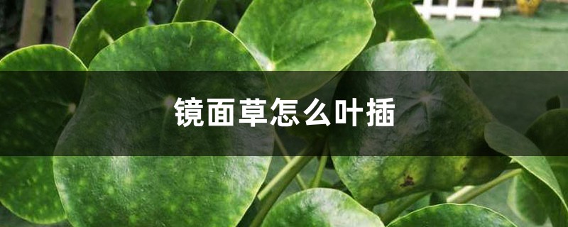 镜面草怎么叶插 镜面草怎么叶插