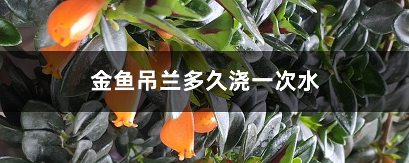 金鱼吊兰多久浇一次水 金鱼吊兰多久浇一次水