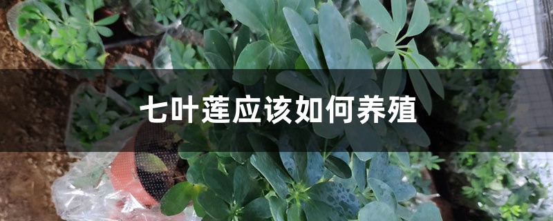 七叶莲应该如何养殖 七叶莲应该如何养殖