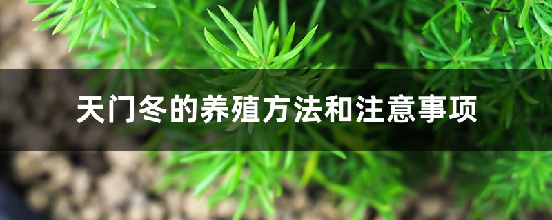 天门冬的养殖方法和注意事项 天门冬的养殖方法和注意事项
