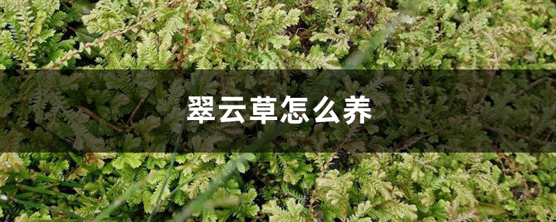 翠云草怎么养 翠云草怎么养