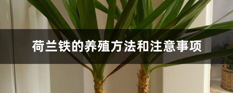 荷兰铁的养殖方法和注意事项 荷兰铁的养殖方法和注意事项
