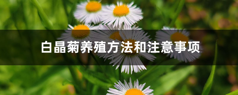 白晶菊养殖方法和注意事项 白晶菊养殖方法和注意事项