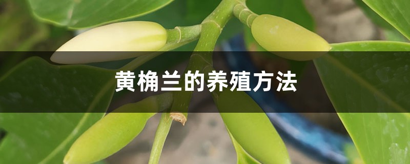 黄桷兰的养殖方法 黄桷兰的养殖方法