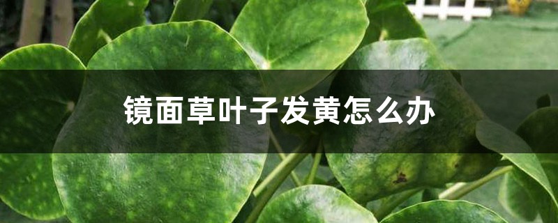 镜面草叶子发黄怎么办 镜面草叶子发黄怎么办