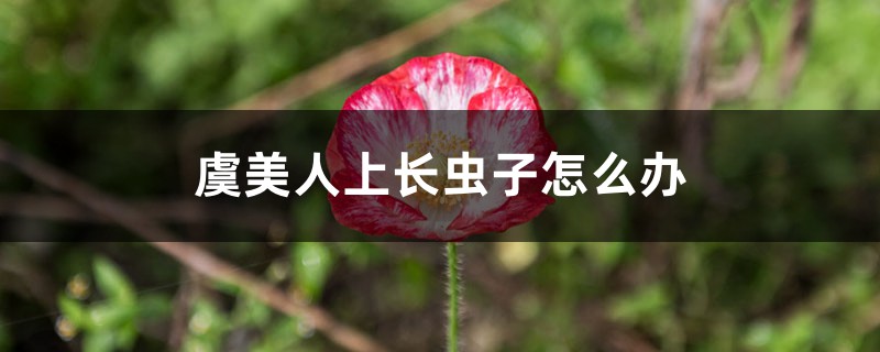 虞美人上长虫子怎么办 虞美人上长虫子怎么办