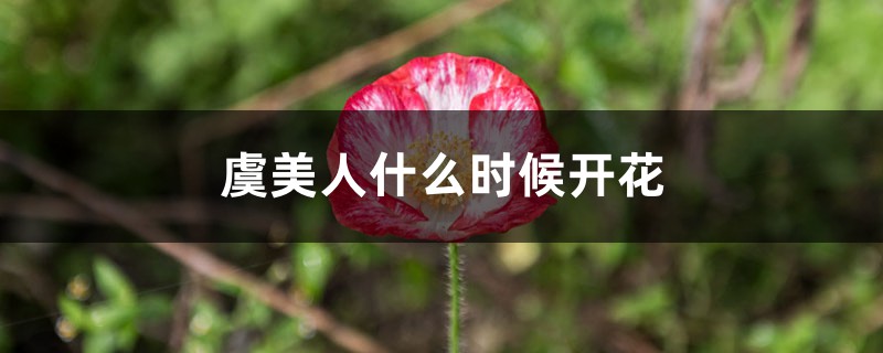 虞美人什么时候开花 虞美人什么时候开花