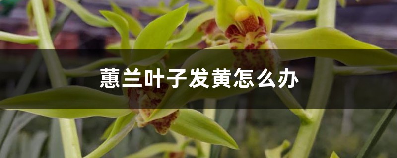 蕙兰叶子发黄怎么办 蕙兰叶子发黄怎么办